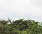 Người 