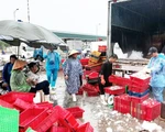 Nghệ An cấm biển từ 5h ngày 29-8 đối phó với bão số 4