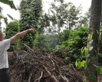 Cựu binh trồng cà phê nuôi gia đình dưới góc nhìn của người nước ngoài