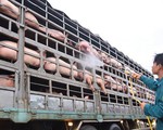 CPI tăng nhẹ 0,28%, vẫn lo dịch tả làm tăng giá thịt lợn