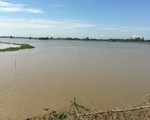 Lũ rón rén về nhờ mưa bão, cá tôm rất ít