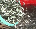 Video: Nhộn nhịp cá linh mùa nước nổi ở miền Tây