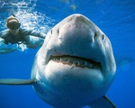 Đại dương ra sao nếu cá mập tuyệt chủng?