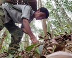 Mùa đi săn nấm, hái 