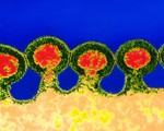 Các nhà khoa học Trung Quốc chỉnh sửa gen chữa HIV, ung thư máu