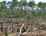 Khởi tố trưởng Ban quản lý rừng phòng hộ vì để đơn vị quân đội phá rừng, trồng cao su