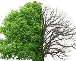 Cây rừng thải khí CO2 vì thời tiết quá nóng