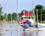 Lũ về trễ, thưa thớt cá tôm