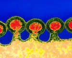 Phát hiện thuốc chữa được nhiều bệnh như ung thư, HIV