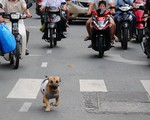 Coi chó mèo như 