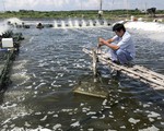 Dịch bệnh đe dọa ngành tôm