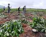 Hàng nghìn cây keo bị nhổ trơ gốc, chính quyền xã nói do "nhầm tên"