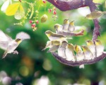 Khó tin như... ảnh chụp chim