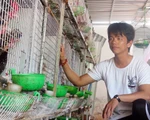 Cho chim nghe nhạc đẻ trứng rất sai, thu nhập 20 triệu đồng/tháng