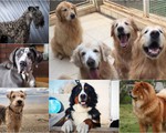 "Điểm mặt" những giống chó siêu đắt, chi phí nuôi siêu cao trên thế giới