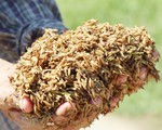 Nông dân Hà Tĩnh xót xa cắt lúa lên mầm sau mưa lũ