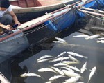 Cả trăm tấn cá nuôi chết trắng lồng ở Hà Tĩnh