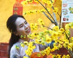 Đường hoa mai, phố ông đồ hút khách ở Lễ hội Tết Việt