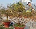 Nhộn nhịp làng mai tết TP.HCM