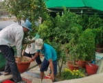 Mai, quất miền Tây vừa cập bến Bình Đông đã có người mua