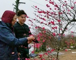 Đào Nhật Tân: Vào tận vườn chọn cành, ngã giá