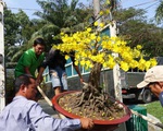 Chợ hoa chiều 30 tết: Mong bán được chậu nào hay chậu nấy