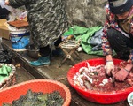 Trung Quốc cấm bán động vật hoang dã, 80 người chết vì virus corona mới