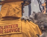 Thương đôi mắt koala buồn xa xăm trong cơn bão lửa nước Úc
