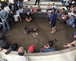 Tạm giam 13 người đá gà ăn tiền giữa trung tâm TP Tuy Hòa, Phú Yên