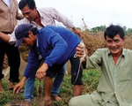 Thịt chuột 