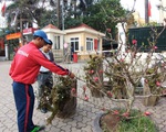 Đào rừng xuống phố