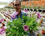 Hoa giống ngoại chưa tết đã hết hàng