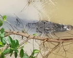 Bắt được cá sấu sổng chuồng nặng khoảng 70kg tại Đồng Tháp