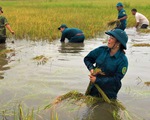 Bộ đội giúp dân thu hoạch lúa ngập úng ngoài đồng