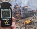 Lượng phóng xạ tại lò phản ứng hạt nhân Chernobyl gây hại cho loài ong