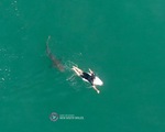 Cuộc chạm trán kịch tính với cá mập của cựu vận động viên lướt ván người Úc