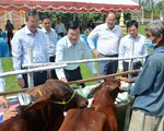 Nguyên chủ tịch nước Trương Tấn Sang trao tặng 200 con bò giống cho hộ nghèo