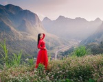 Cao nguyên đá Đồng Văn rực rỡ sắc hoa tam giác mạch