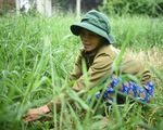 Báo Tuổi Trẻ cùng GreenFeed trao 920 triệu đồng vốn cho nông dân Bình Định