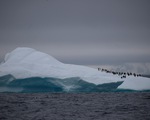 Nam Cực trở thành châu lục cuối cùng bị COVID-19 tấn công