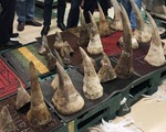 Bắt lô hàng ‘khủng’ 93kg nghi sừng tê giác ở khu vực Tân Sơn Nhất