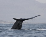 Lần theo giọng hát lạ dưới đại dương, bất ngờ gặp bầy cá voi xanh 