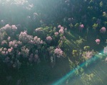 Mai anh đào bung nở rực rỡ từ nội ô đến ngoại thành Đà Lạt