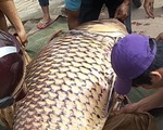 Cá hô trên trăm ký được bán chớp nhoáng tại An Giang