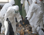 Tiêu hủy gần 1.000 con gia cầm bị nhiễm cúm A/H5N1