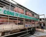 Doanh nghiệp lớn hạ giá heo xuống dưới 75.000 đồng/kg