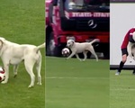 Video: Chú chó 