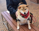 Chó Rin - giống Shiba Inu - kiên nhẫn ngồi chờ chủ ‘đốn tim’ khách qua đường