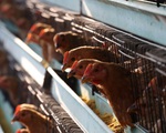 Cúm gia cầm H5N1 xuất hiện gần tâm điểm virus corona ở Trung Quốc