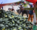 Hàng trăm tấn dưa hấu của nông dân ùn ứ vì dịch corona, thương lái trả giá 1.000 đồng/kg